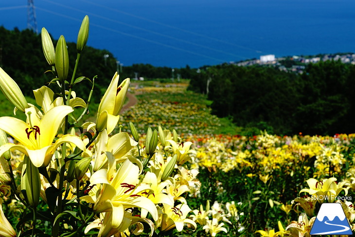 北海道最大級、213万輪のゆりの花！『オーンズ春香山ゆり園』